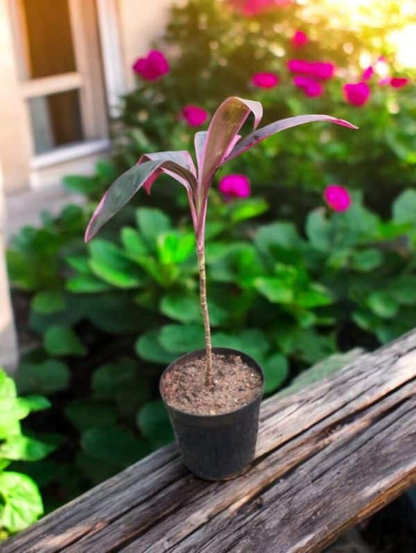 Dracaena Mahatma