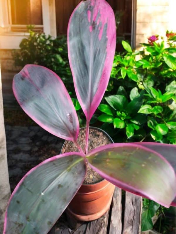 Dracaena Mahatma