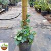English Ivy with Moss Stick (Hedera helix) - Image 2