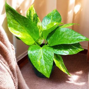 Money Plant Gold, Epipremnum Aureum Golden, Golden Pothos