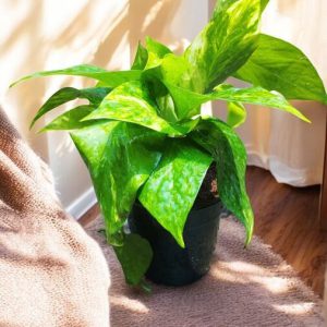 Money Plant Gold, Epipremnum Aureum Golden, Golden Pothos