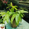 Dracaena Golden Milky Plant - Image 2