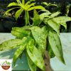 Dracaena Golden Milky Plant