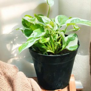 Epipremnum Aureum NJoy, NJoy Pothos, NJoy Money Plant