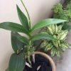 Wood Charcoal for Orchids - Image 3