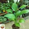 Peace Lilly (Spathiphyllum) - Image 2