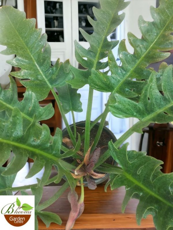 Philodendron Jungle Boogie - Image 2