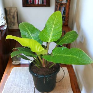 Philodendron Melinonii Gold
