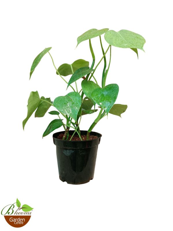 Philodendron Rugosum