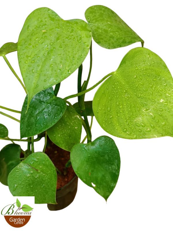 Philodendron Rugosum