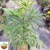 Polyscias Filicifolia (Australian Oak)