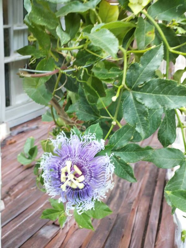 Purple Passion flower Krishna Kamal