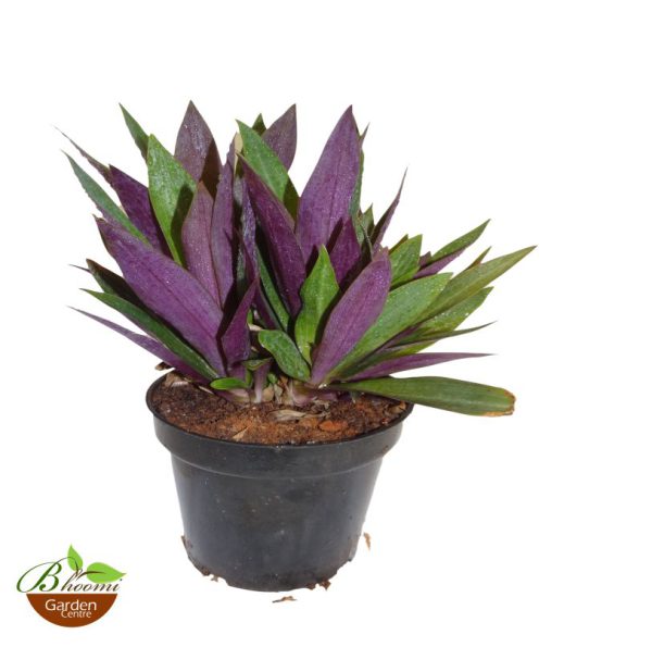 Plants Combo 1 - Image 4