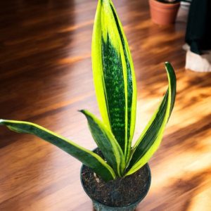 Sansevieria Golden Flame