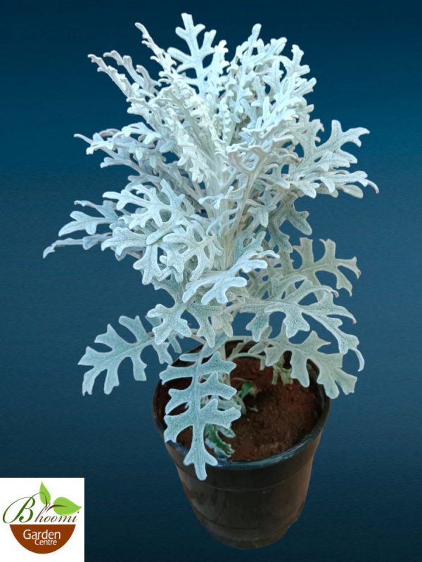 Sliver Brocade plant