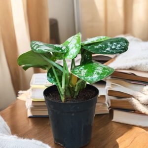 Silver Satin Pothos (Scindapsus Pictus)