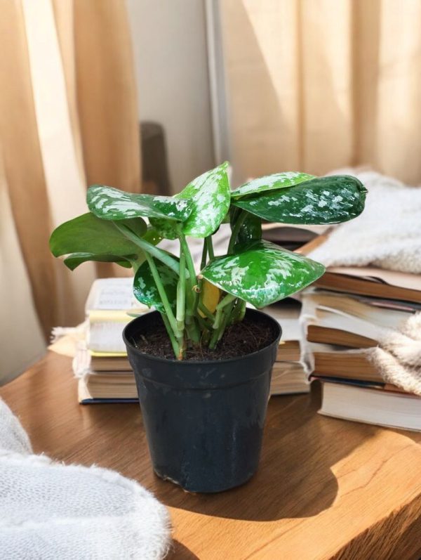 Silver Satin Pothos (Scindapsus Pictus)