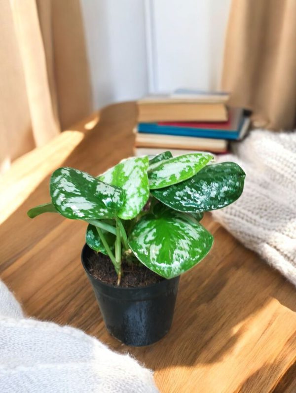 Silver Satin Pothos (Scindapsus Pictus)