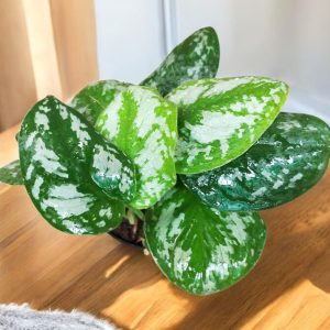 Silver Satin Pothos (Scindapsus Pictus)