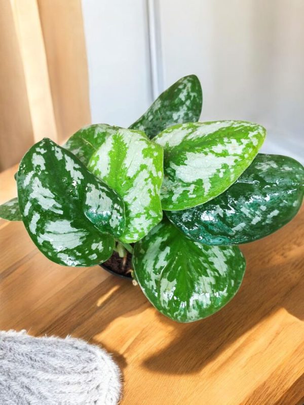 Silver Satin Pothos (Scindapsus Pictus)