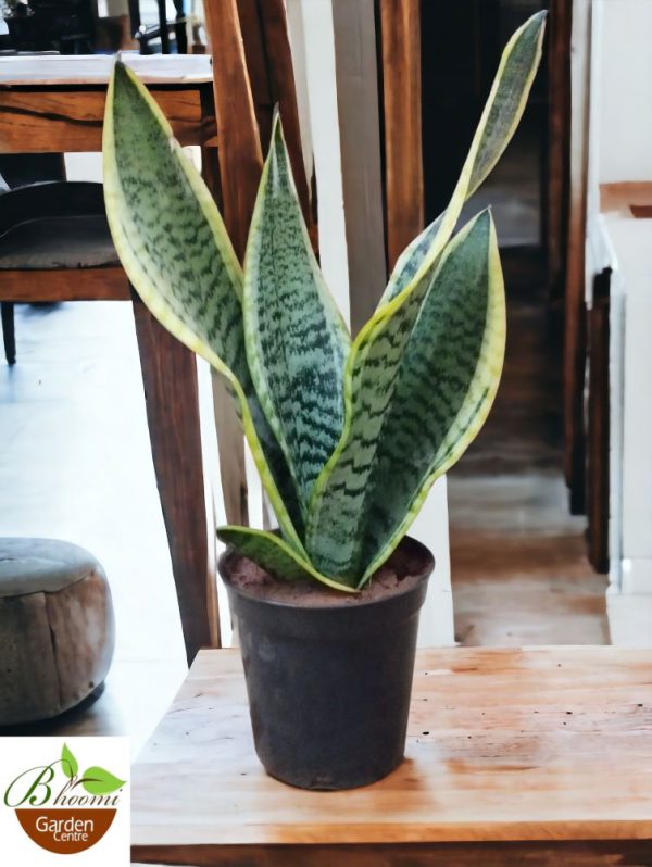 Snake Plant Small