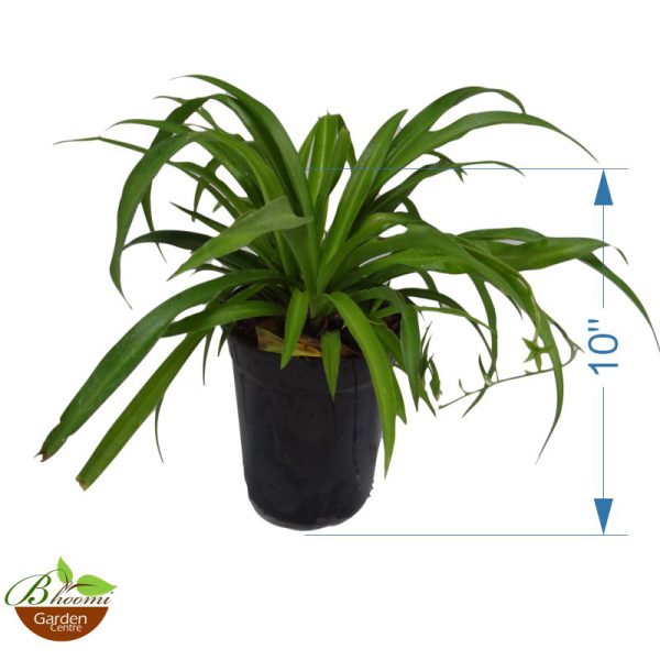 Spider plant (green) - Image 2
