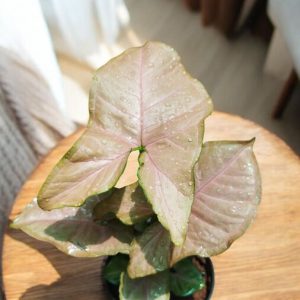 Syngonium Podophyllum Neon Robusta, Neon Robusta Arrowhead Plant