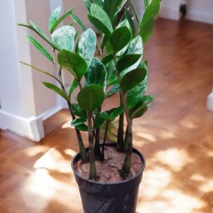 Zamia Green (ZZ Plant)