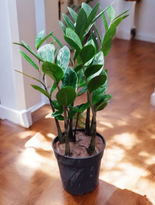 Zamia Green (ZZ Plant)