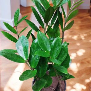 Zamia Green (ZZ Plant)