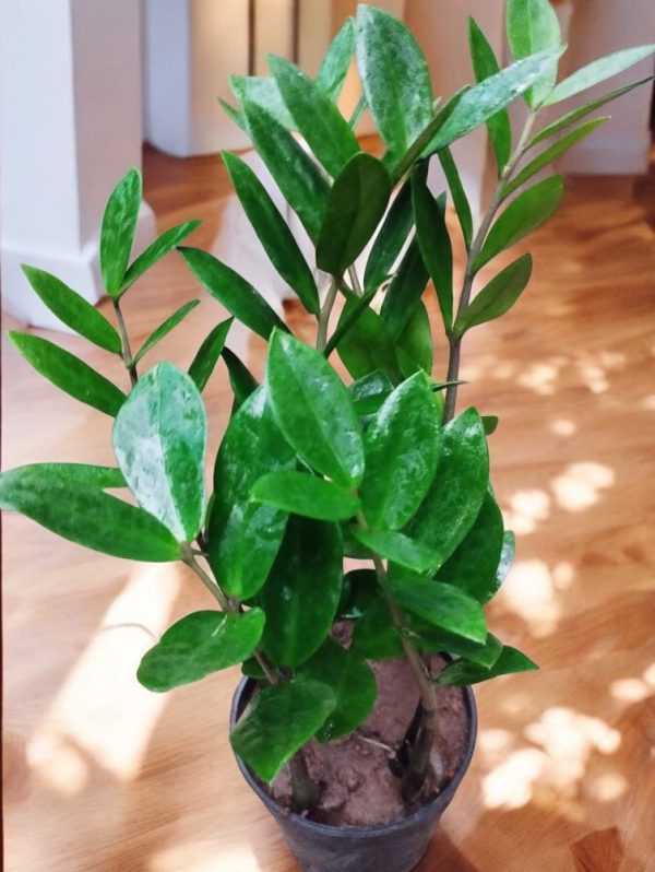 Zamia Green (ZZ Plant)