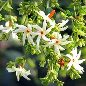 Night Flowering Jasmine, Cestrum nocturnum, Parijat