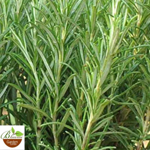 Rosemary