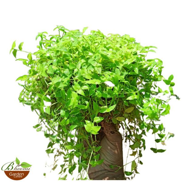 Plants Combo 1 - Image 3