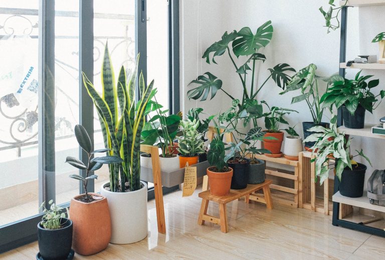 All About Indoor Plants: Read it before you buy plants for your home or office​