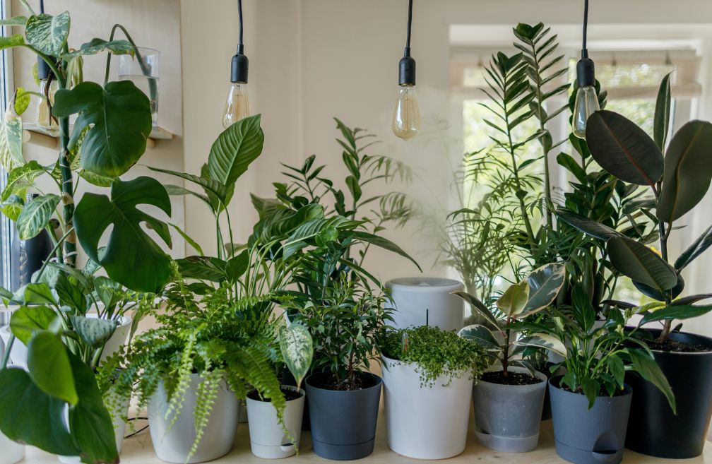 Indoor plants for home and office