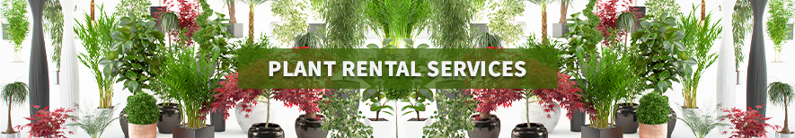 Plants Rental Services