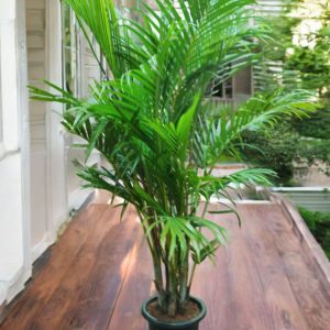 Areca Palm