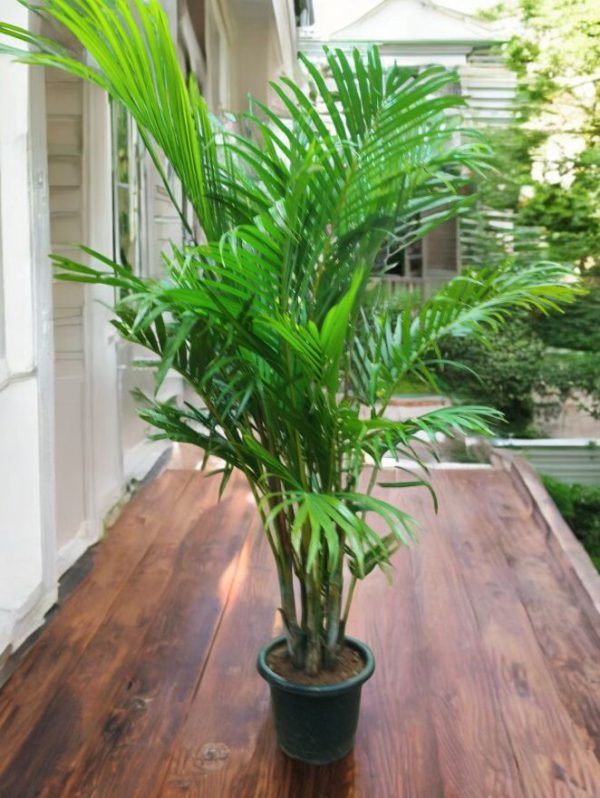 Areca Palm