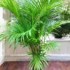 Areca Palm