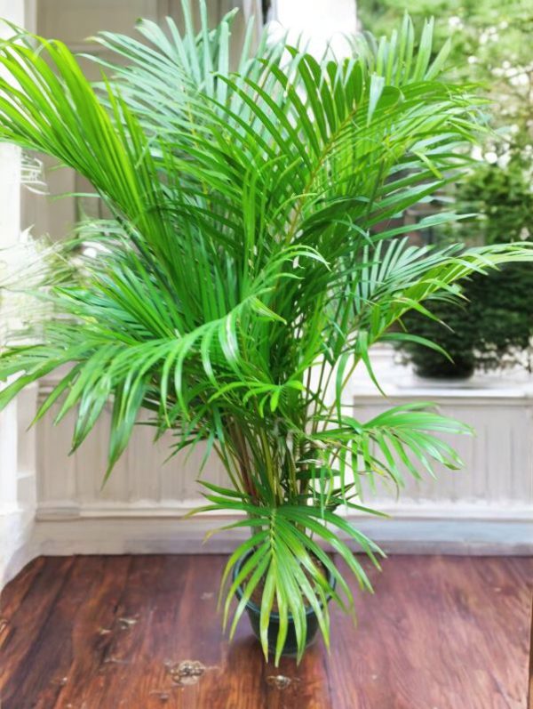 Areca Palm