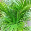 Areca Palm