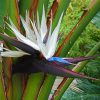 Bird of Paradise White Plant | Crane Flower | Strelitzia Nicolai - Image 3