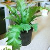 Birds Nest Fern Mini