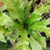 Birds Nest Fern