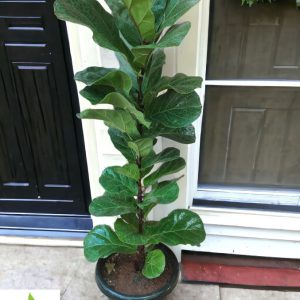 Fiddle Leaf Fig (Ficus Lyrata) Big