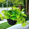 Money Plant Golden