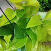 Money Plant Golden in Hanging Pot - Image 2