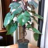 Philodendron Pink Princess Big