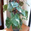 Philodendron Pink Princess (Big) - Image 3